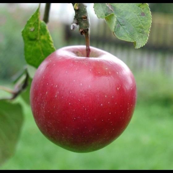 Ripe red apple sample photo in verdict result